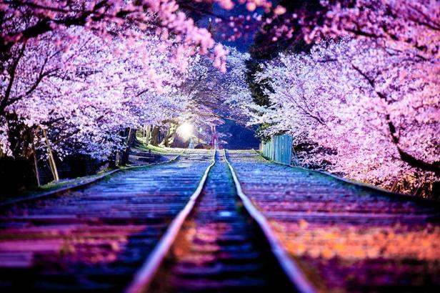 Japanese cherry blossom - season 2014