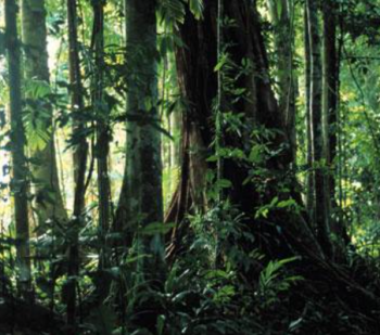 Rainforest in the interior of Vella Lavella.