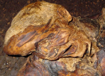 The head of Lindow Man, the most dramatic example of a British bog body. He had suffered a "triple death," attacked with an axe and garrotted before having his throat cut.