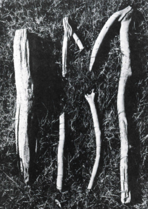 Examples of the wooden "pegs" associated with the body known as Queen Gunhild, and thought to have been used to stake her body to the bottom of a bog.