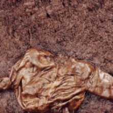 The hacked torso of Old Croghan Man was unearthed during ditch digging work. The other parts of his body appear to have been interred elsewhere.
