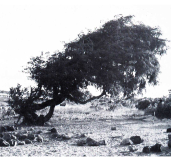 The remains of the trade: a tamarind tree, planted by Makassan trepangers, and an abandoned hearth, photographed at Melville Bay in 1967. 